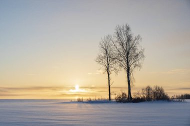 beautiful snow-covered fields with trees in the background