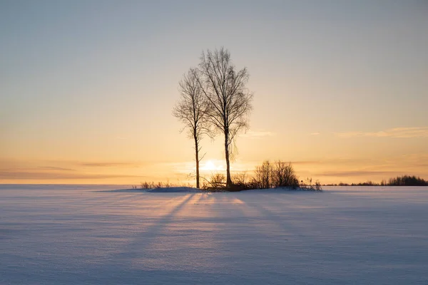 Hermosos Campos Cubiertos Nieve Con Árboles Fondo —  Fotos de Stock