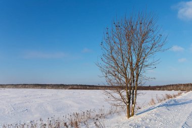 beautiful snow-covered fields with trees in the background