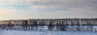 beautiful snow-covered fields with trees in the background