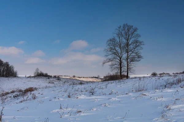 Indah Tertutup Salju Bidang Dengan Pohon Pohon Latar Belakang — Stok Foto