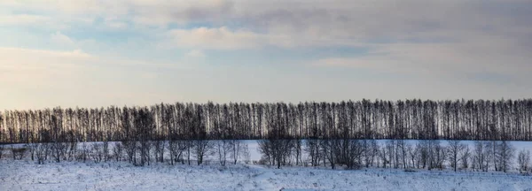 Indah Tertutup Salju Bidang Dengan Pohon Pohon Latar Belakang — Stok Foto