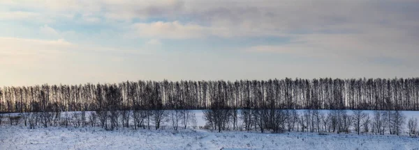 Beautiful Snow Covered Fields Trees Background — Stok fotoğraf