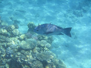 Balık ve mercanlar Kızıldeniz