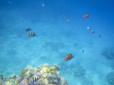 Balık ve mercanlar Kızıldeniz