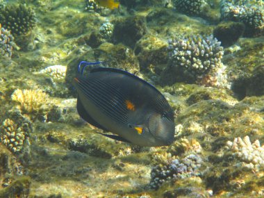 Balık ve mercanlar Kızıldeniz