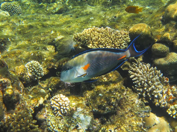 Fish and corals Red Sea — Stock Photo, Image