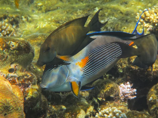 Fish and corals Red Sea — Stock Photo, Image