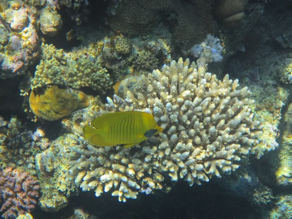 Fiskar och koraller röda havet — Stockfoto