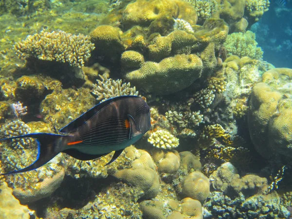 Fische und Korallen rotes Meer — Stockfoto