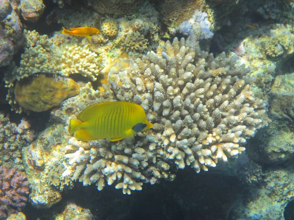 Fish and corals Red Sea — Stock Photo, Image