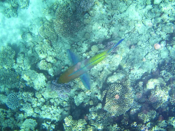 Fische und Korallen rotes Meer — Stockfoto