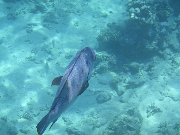 Fische und Korallen rotes Meer — Stockfoto