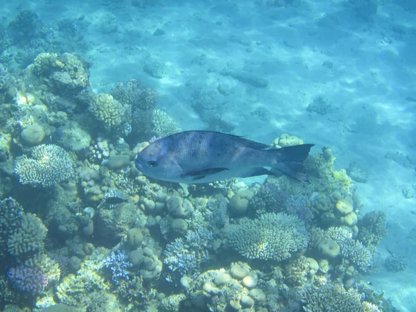 Ryby a korály Rudé moře — Stock fotografie