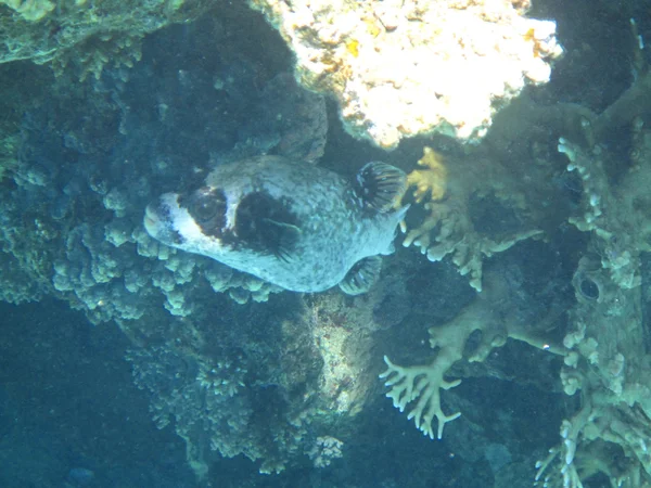 Pesci e coralli Mar Rosso — Foto Stock