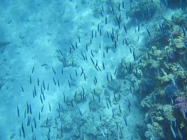 Poissons et coraux Mer Rouge — Photo