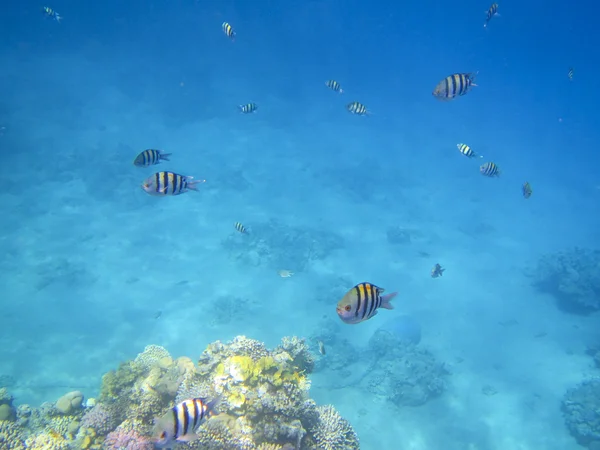 Ryby a korály Rudé moře — Stock fotografie