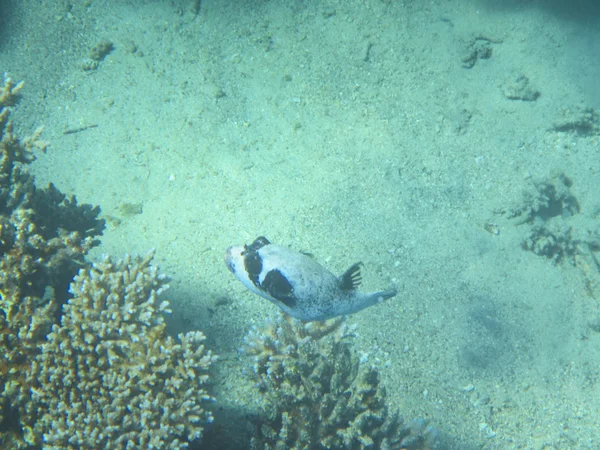 Fische und Korallen rotes Meer — Stockfoto