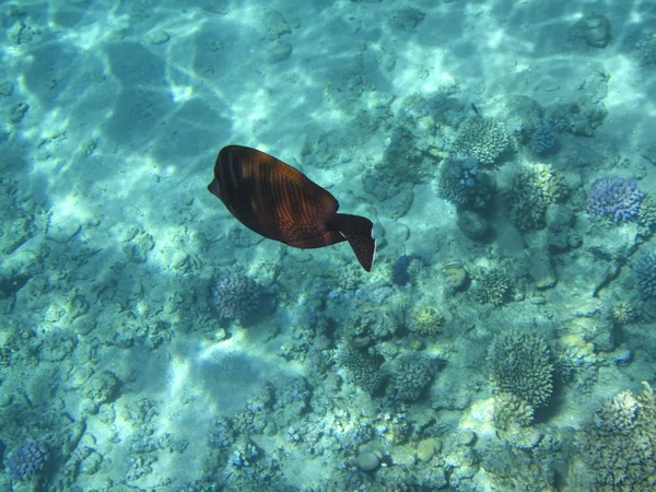 Peces y corales Mar Rojo — Foto de Stock