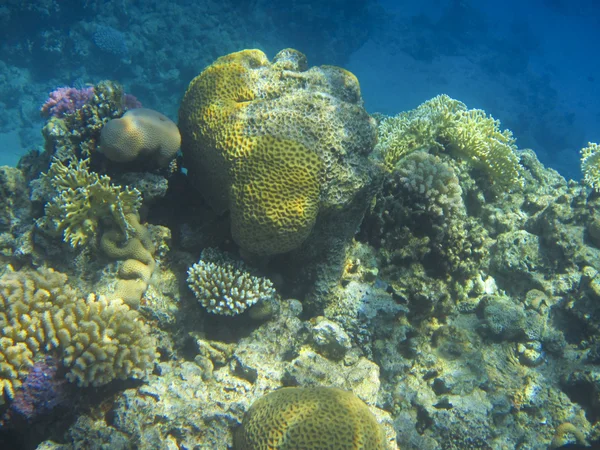 Fish and corals Red Sea — Stock Photo, Image