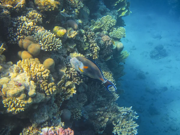 Fische und Korallen rotes Meer — Stockfoto