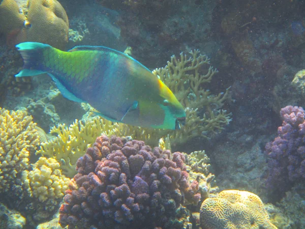 Fische und Korallen rotes Meer — Stockfoto
