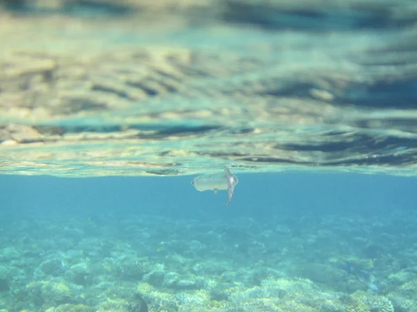 Poissons et coraux Mer Rouge — Photo