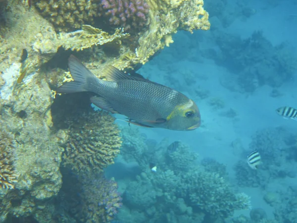 Fish and corals Red Sea — Stock Photo, Image