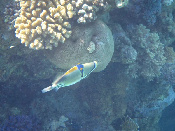 Fish and corals Red Sea — Stock Photo, Image