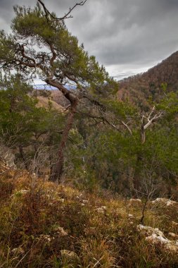 Dağlar, Sochi görünümünü