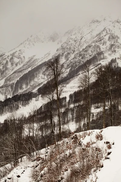 Dağlar, Sochi görünümünü