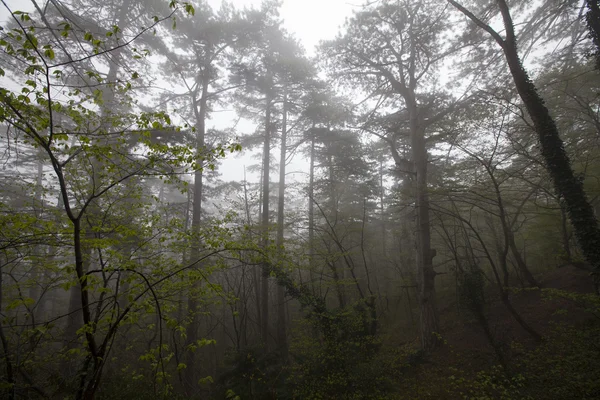 Dromerig mistig bos — Stockfoto