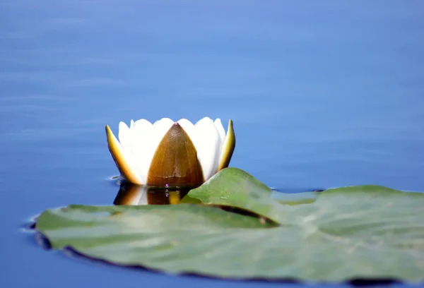 Uma Flor Lírio Água Branca Com Pétalas Delicadas Grandes Folhas — Fotografia de Stock