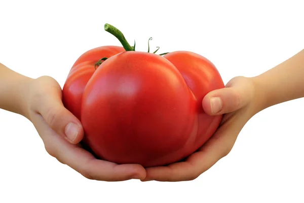 Mano Una Mujer Blanca Mostrando Fresco Delicioso Tomate Rojo Aislado — Foto de Stock