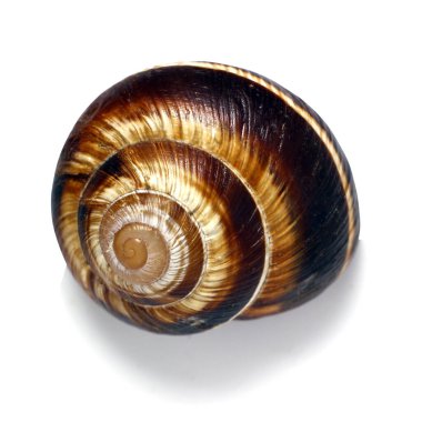 Beyaz bir arka planda kabuk, sarmal pomatia, ayrıca Roma salyangozu, Burgundy salyangozu, yenilebilir salyangoz veya salyangoz, Helicidae familyasından bir karasal pulmonat yumuşakçaağaç türü.