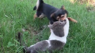 Köpek, köpek, hayvan yazın öğleden sonra oyun oynar. Açık hava, yeşil çimen.