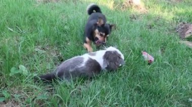 Köpek, köpek, hayvan yazın öğleden sonra oyun oynar. Açık hava, yeşil çimen.