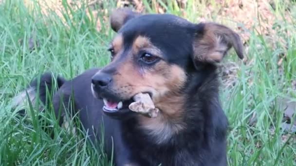 夏の午後には犬や犬や動物が屋外で緑の芝生で遊び — ストック動画