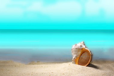 Summer beach background concept. Seashell on the beach in summer. Summer background. Tropical sandy beach. toned