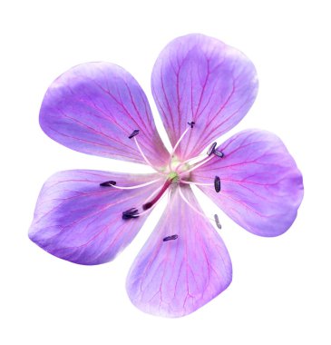 Beyaz arka planda, ormanda, tarlada izole edilmiş mavi çiçek.