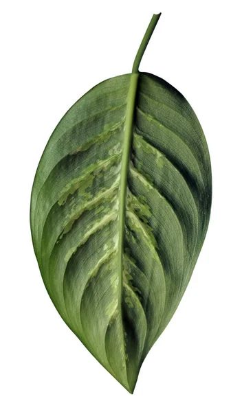 Foglia Verde Con Venature Gialle Texture Isolata Fondo Bianco — Foto Stock