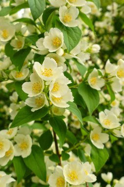 White jasmine flowers.  Flowering bush in the city garden.  close-up, use as background