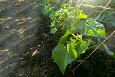 Güneş ışınlarındaki bir çiftlikteki salatalık bitkisi, bir sebze tarlası, organik tarım.
