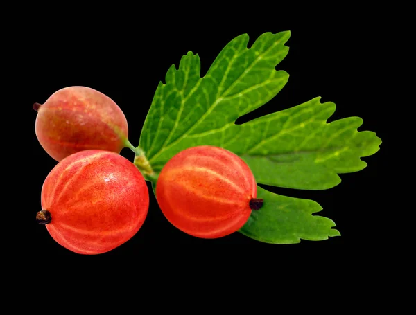 Thorny Red Gooseberry Ribes Hirhabrum Роде Gooseberry Изолированный Черном Фоне — стоковое фото