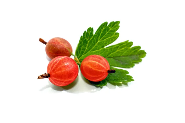 Thorny Red Gooseberry Ribes Hirtellum Rode Gooseberry Isolated White Background — Fotografia de Stock