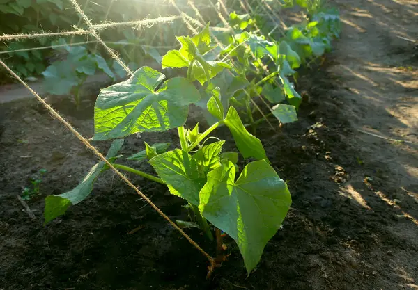 Güneş ışınlarındaki bir çiftlikteki salatalık bitkisi, bir sebze tarlası, organik tarım.