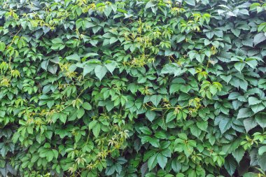 Taze yeşil yapraklar. Botanik bitki örtüsü doğası. Duvar kağıdı deseni.