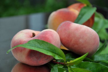 Yapraklı olgun şeftaliler. İncirli şeftali. Nektarin