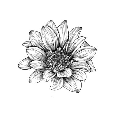 Kasımpatı, papatya, papatya veya Gerbera çiçeğinin elle çizilmiş resmi, mürekkep stili..