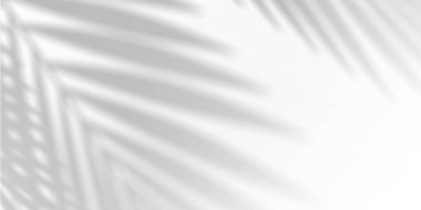 Palmiye yaprağı gölgesi etkisi. Tropikal yaprakların gölgeleriyle soyut bir arka plan. 3d oluşturma.